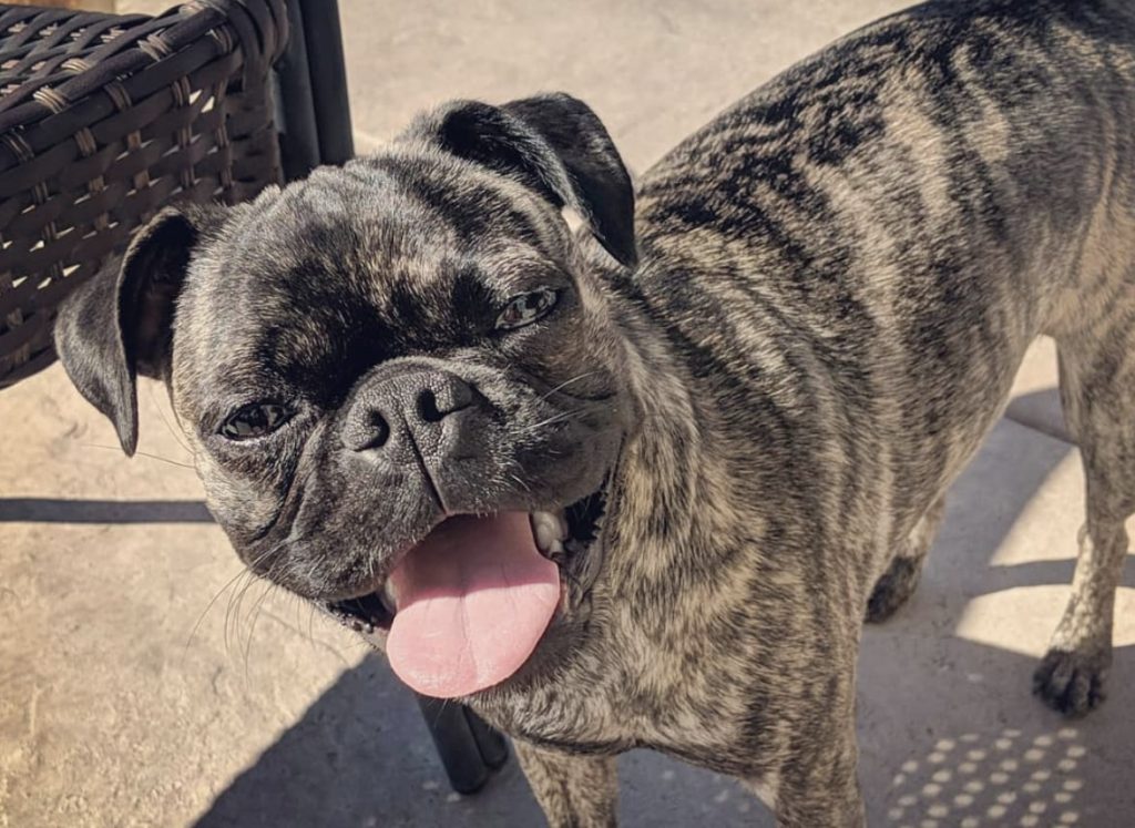 Bugg (Boston Terrier and Pug Mix)