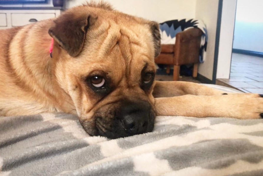 Ori-Pei (Pug and Shar Pei Mix)