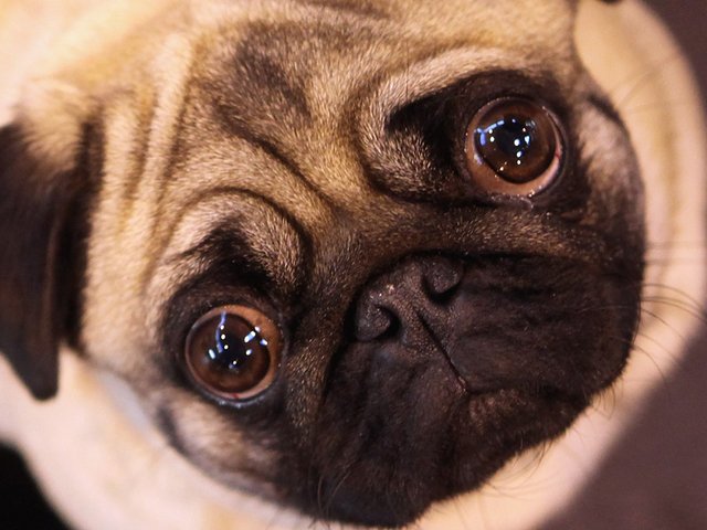 Do Pugs’ Eyes Pop Out