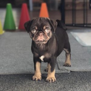 Black and Tan Pug