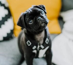 Black and White Pug