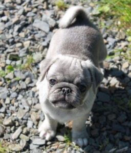 Blue-fawn Pug