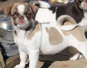 Brown and White Pug