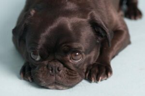 Chocolate Pug