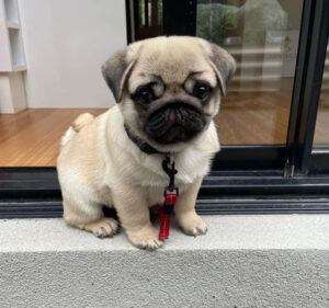 Silver Fawn Pug